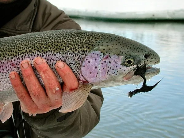 User submitted picture: The Old Hen-Within a coup...