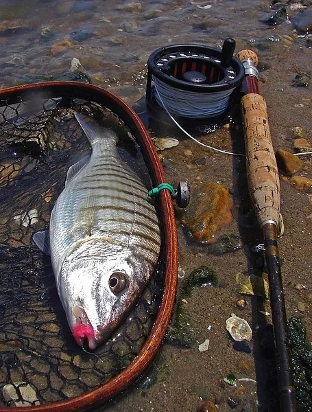 User submitted picture: Striped Sea Bream on fly!