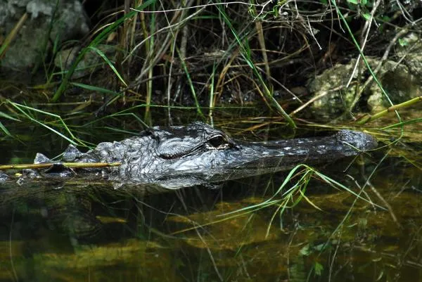 User submitted picture: Gator - a good reason to ...