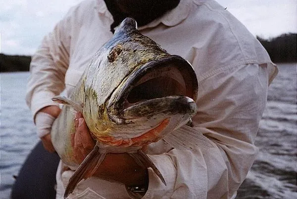 User submitted picture: Huge Peacock Bass are not...