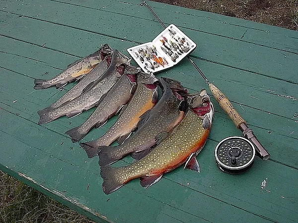 User submitted picture: Lake trout at the Sunrise...