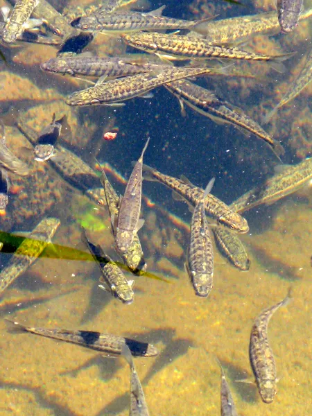 User submitted picture: "Trout food " by www.gu...