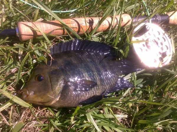 User submitted picture: Backyard!