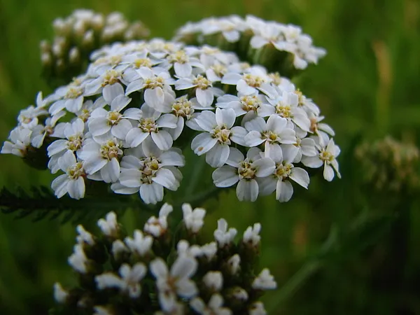 User submitted picture: Streamside flowers
