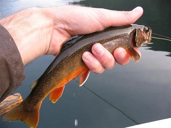 User submitted picture: Lake fishing in Austria.....