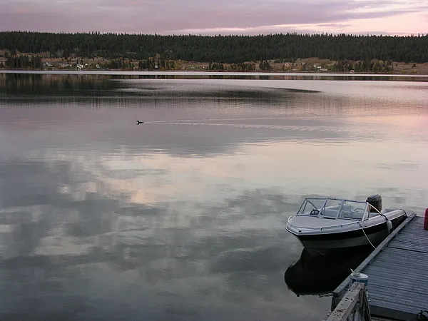 User submitted picture: Last Loon of Summer ....