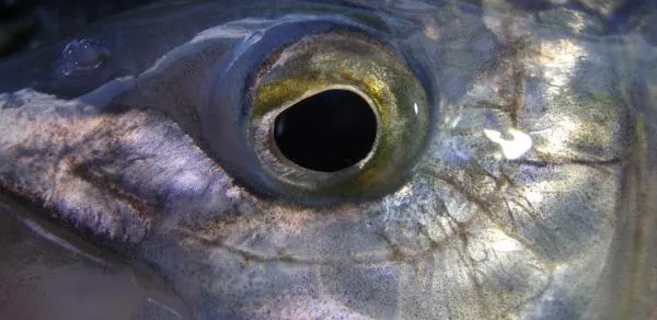 User submitted picture: A rocky mountain whitefis...