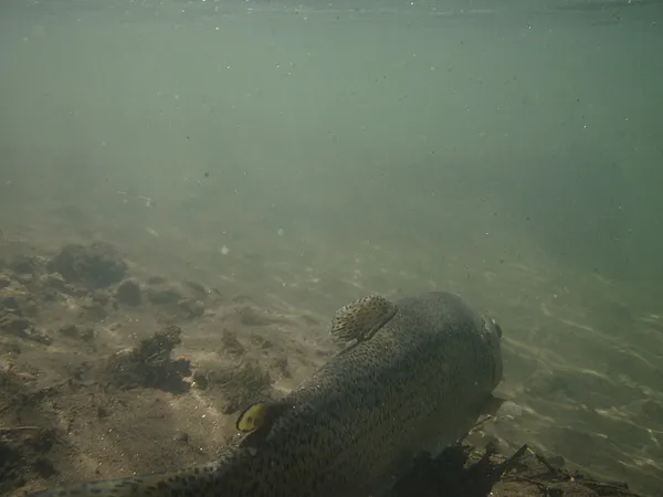 User submitted picture: There he goes